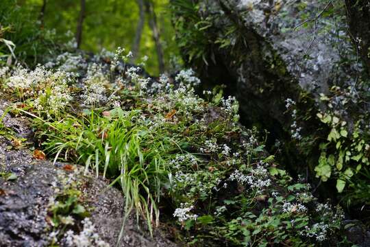 Image of Saxifraga fortunei var. alpina (Matsumura & Nakai) Nakai