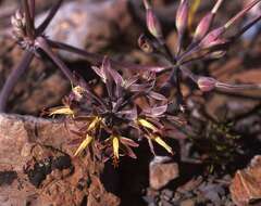 Image of Pelargonium leipoldtii Knuth.
