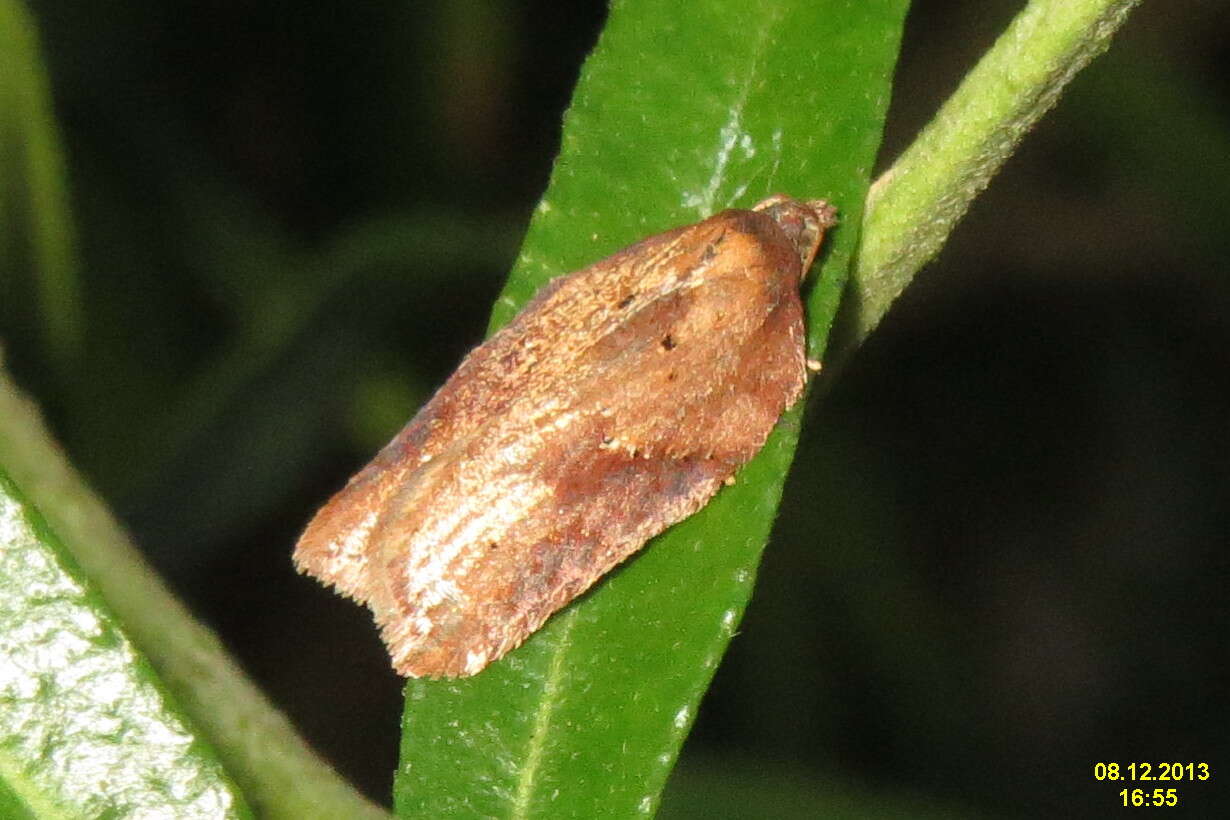 Image of Acleris schalleriana Linnaeus 1761