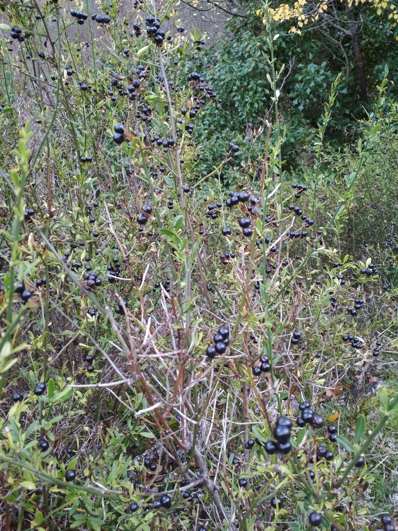 Image of Chrysojasminum fruticans (L.) Banfi