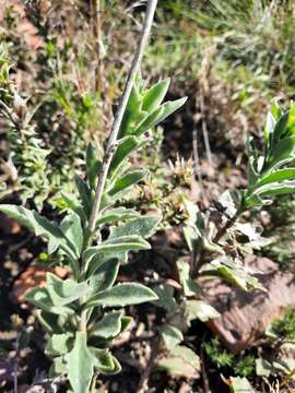 Image of Senecio hirtifolius DC.