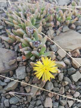 Image of Chasmatophyllum musculinum (Haw.) Dinter & Schwant.