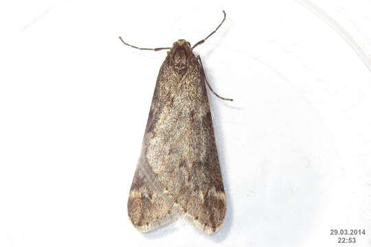 Image of march moth