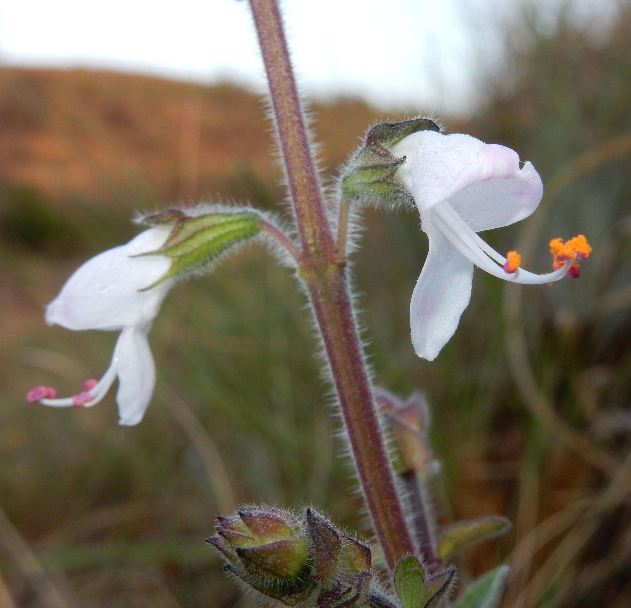 Image of Syncolostemon bolusii (N. E. Br.) D. F. Otieno