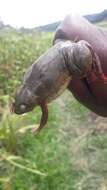 Image of Lake Vistoria Clawed Frog