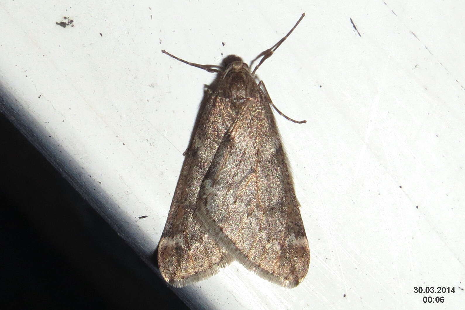 Image of march moth