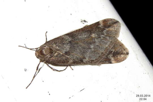 Image of march moth