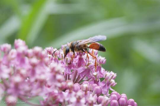 Image of Great Golden Digger Wasp