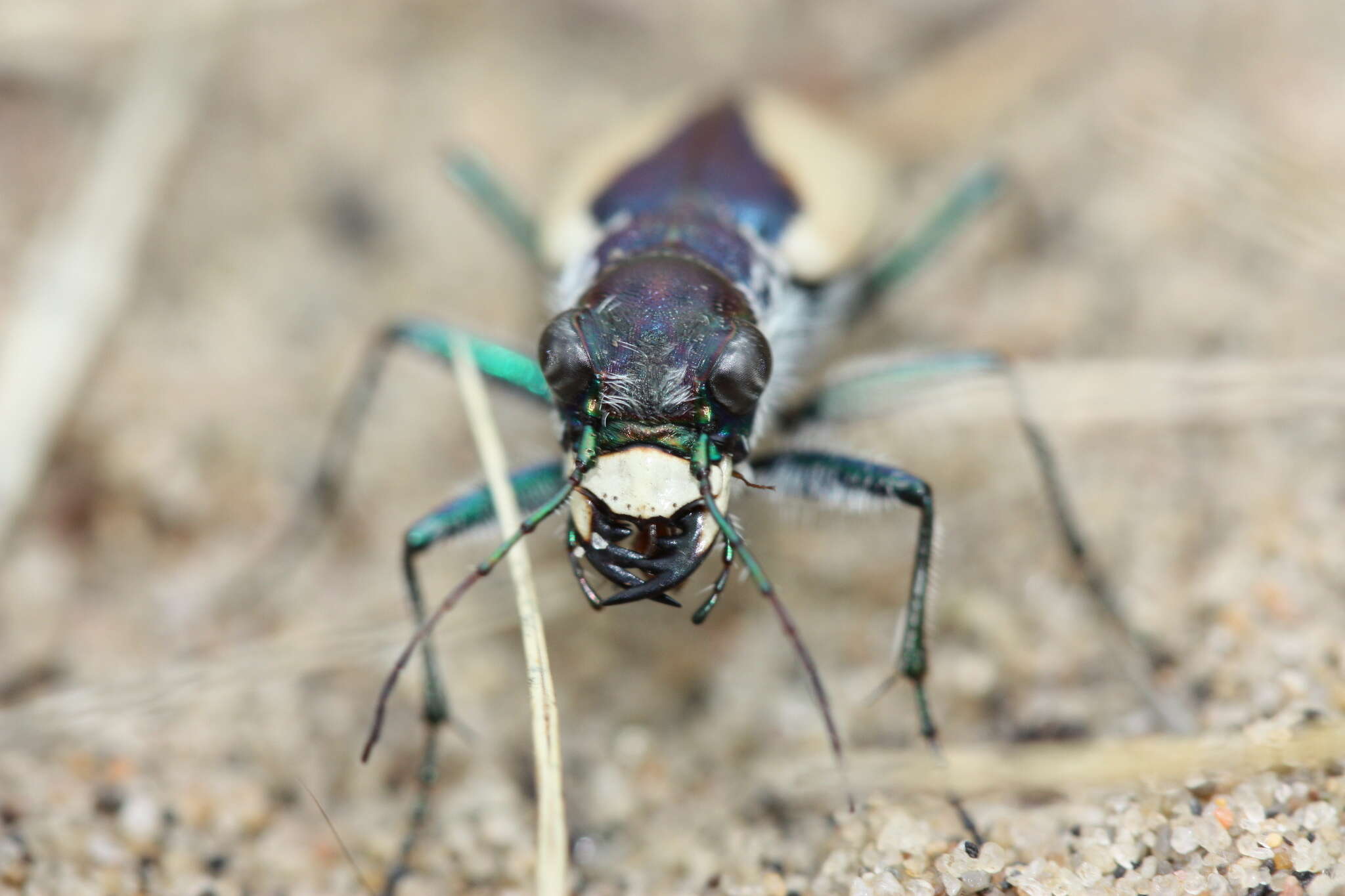 Image of Cicindela (Cicindela) formosa gibsoni Brown 1940