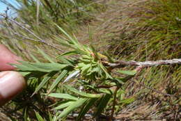 Image of Cliffortia lanceolata Weim.