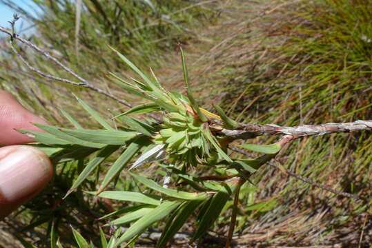 صورة Cliffortia lanceolata Weim.