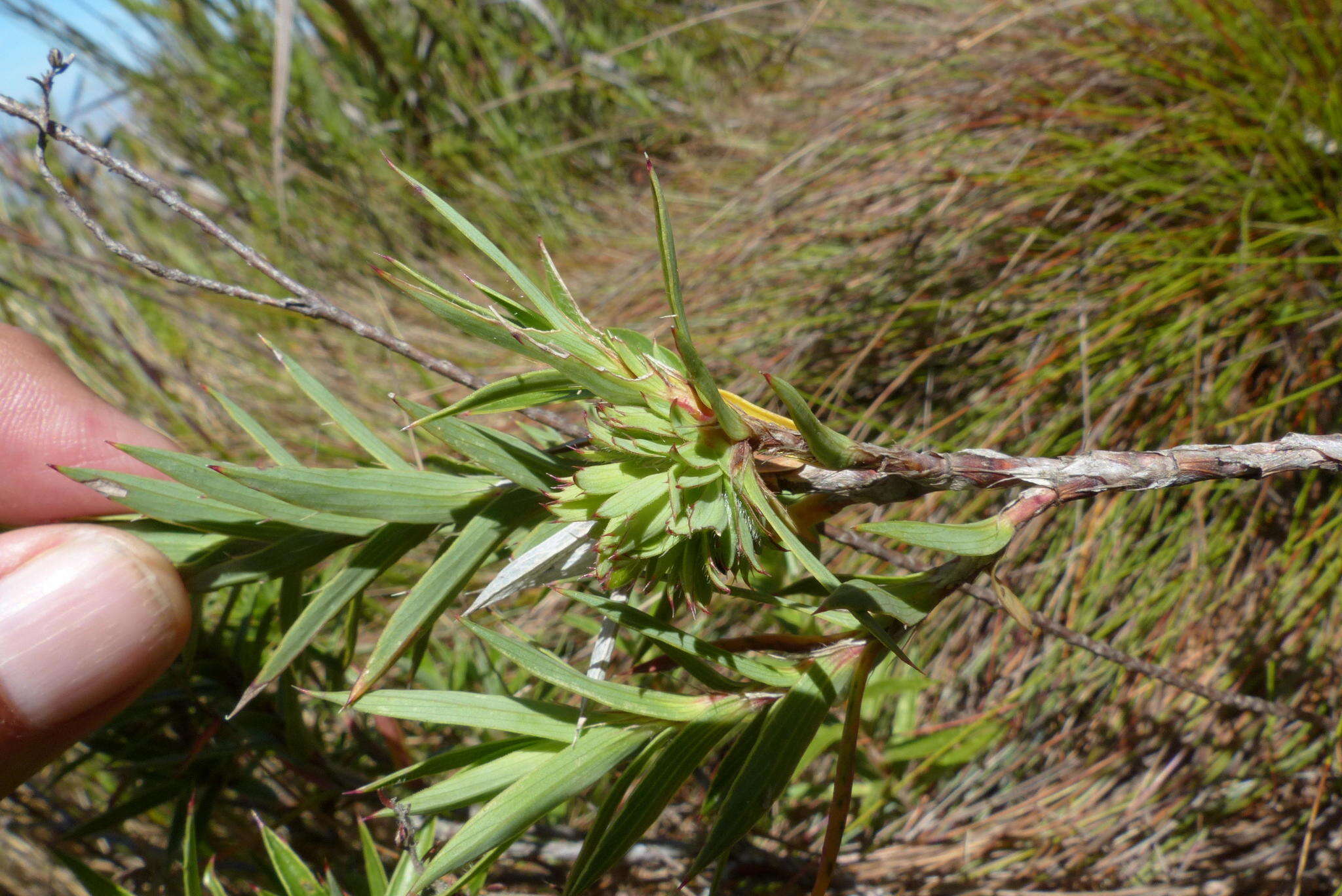 صورة Cliffortia lanceolata Weim.