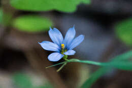 Image de Sisyrinchium fuscatum E. P. Bicknell