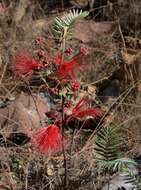 Imagem de Calliandra hirsuta (G. Don) Benth.