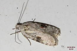 Image of Poison Hemlock Moth