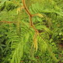 Image of Mimosa trianae Benth.
