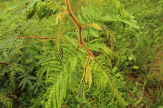 Imagem de Mimosa trianae Benth.