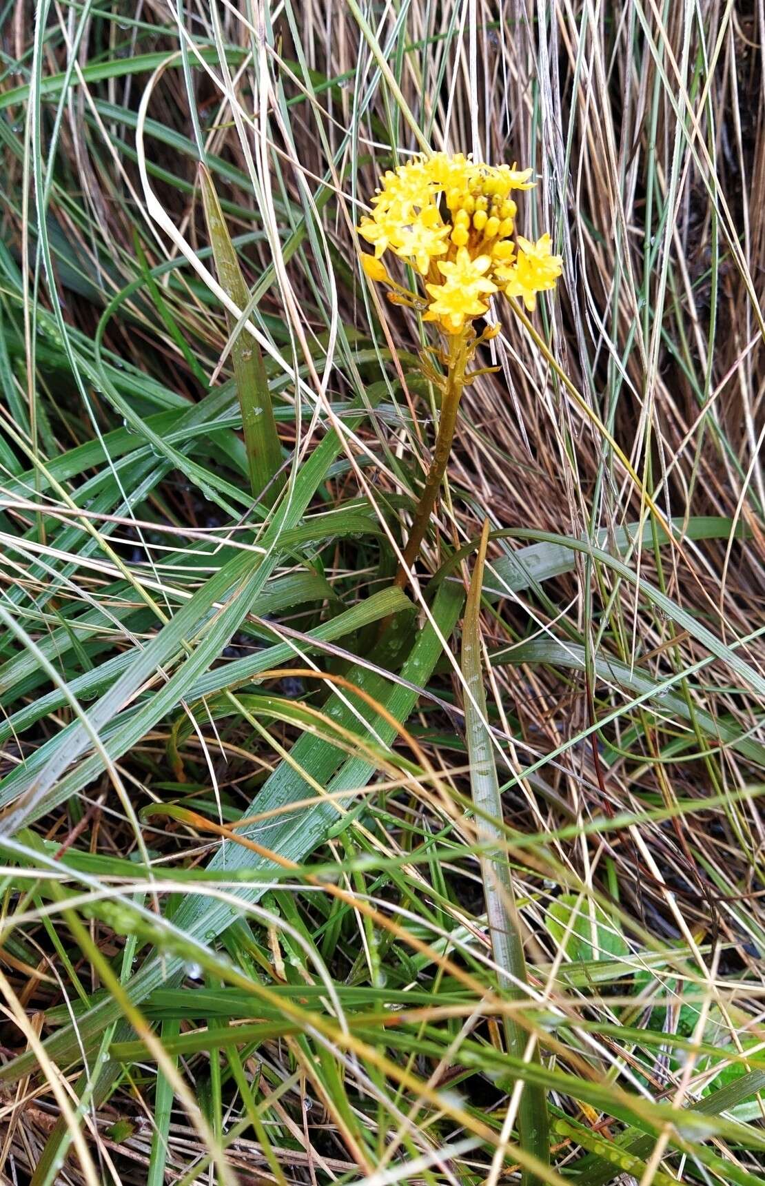 Image of Bulbinella gibbsii var. balasifera L. B. Moore