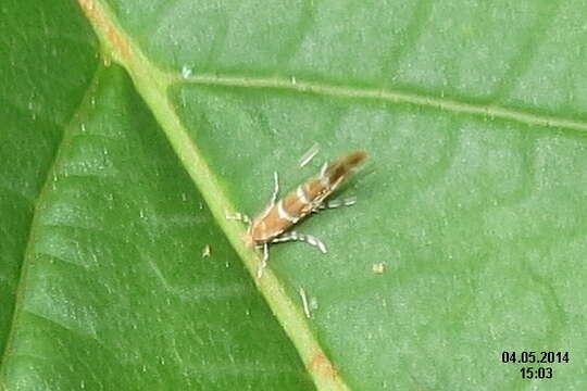 Image of horse-chestnut leaf miner