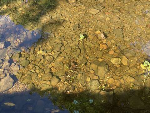 Слика од Ludwigia peploides subsp. glabrescens (Kuntze) Raven