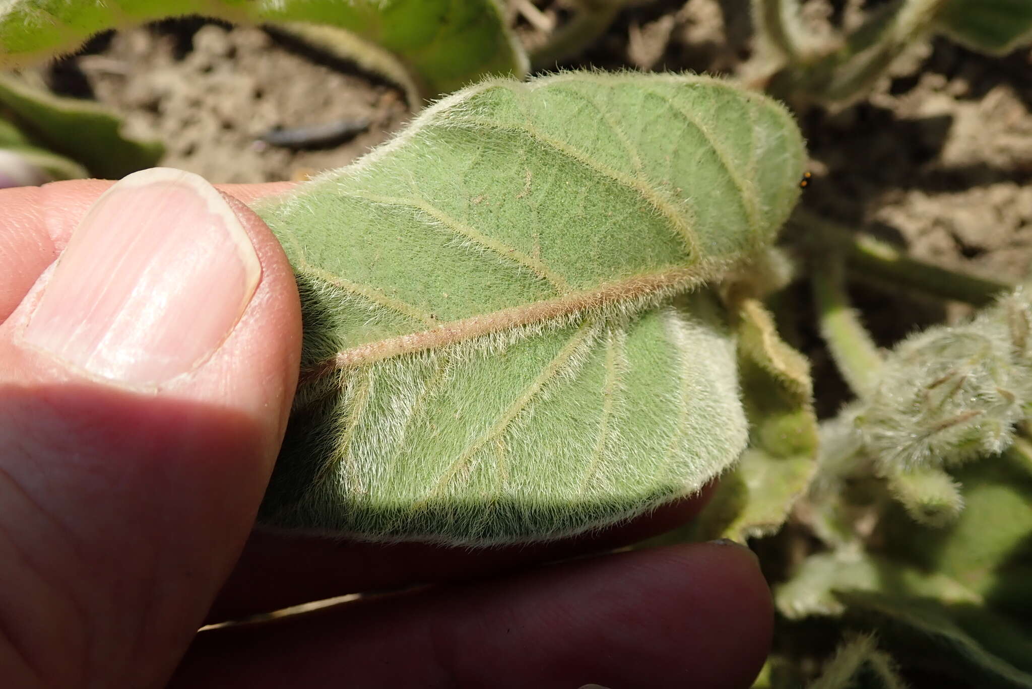 Image of Ipomoea pellita Hall. fil.