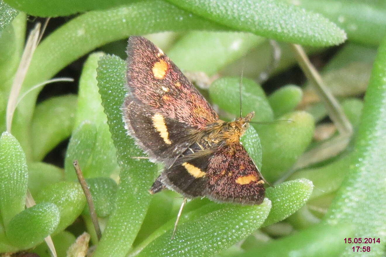 Image of Mint moth