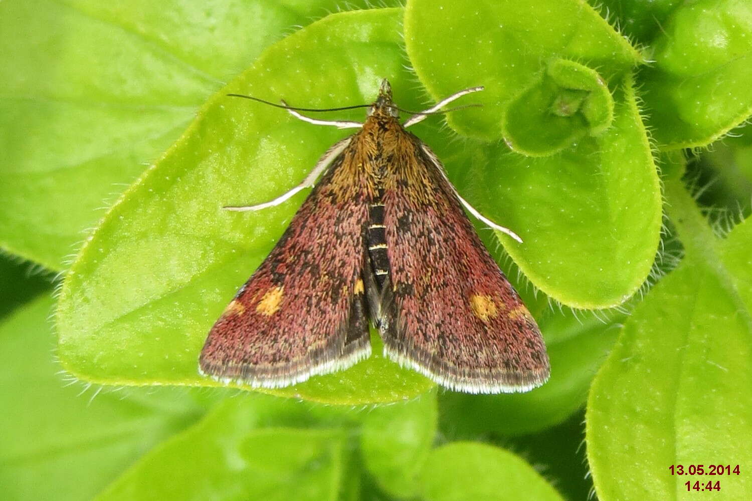 Image of Mint moth