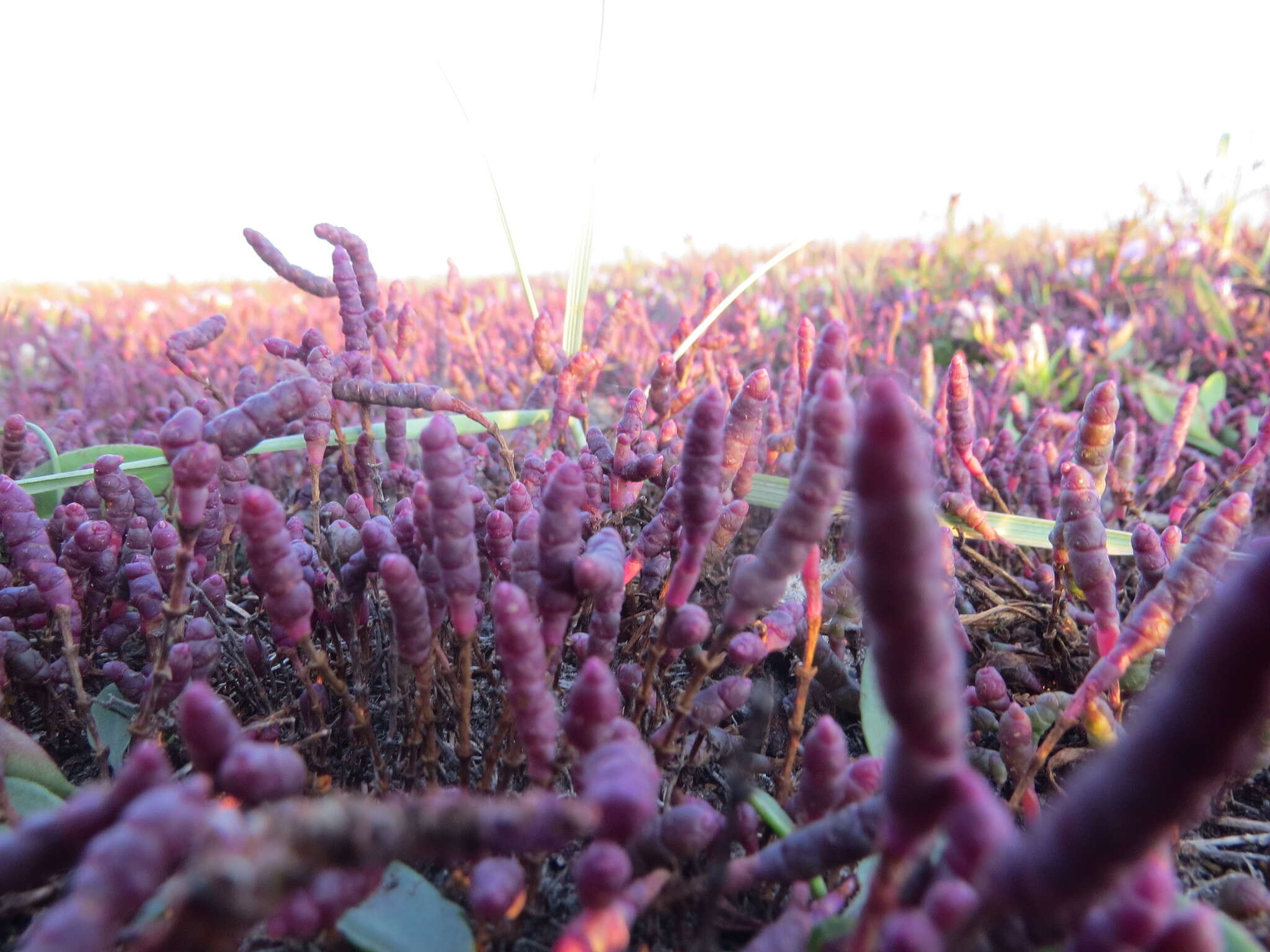 Image of Salicornia perennans Willd.