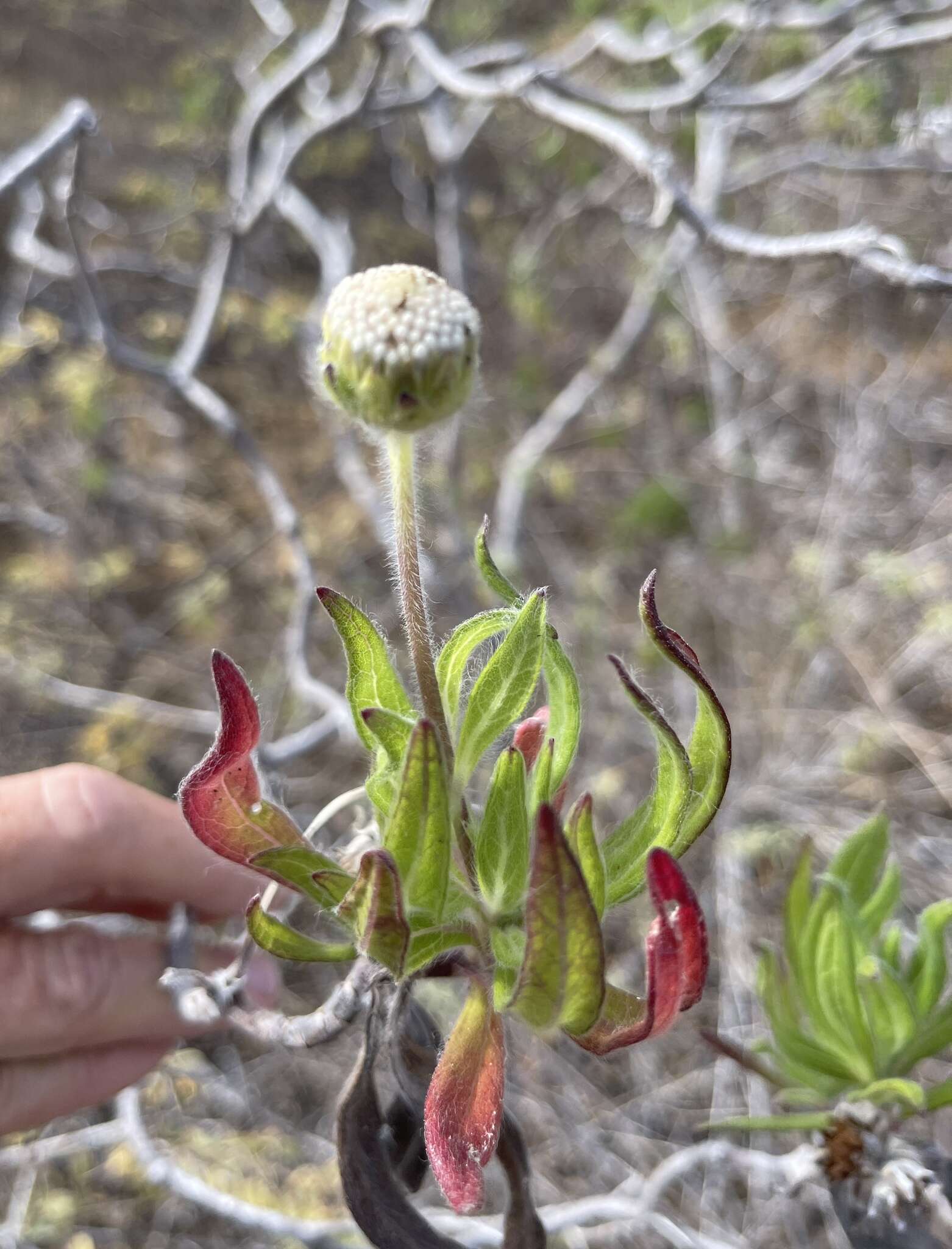 Image de Scalesia villosa Stewart