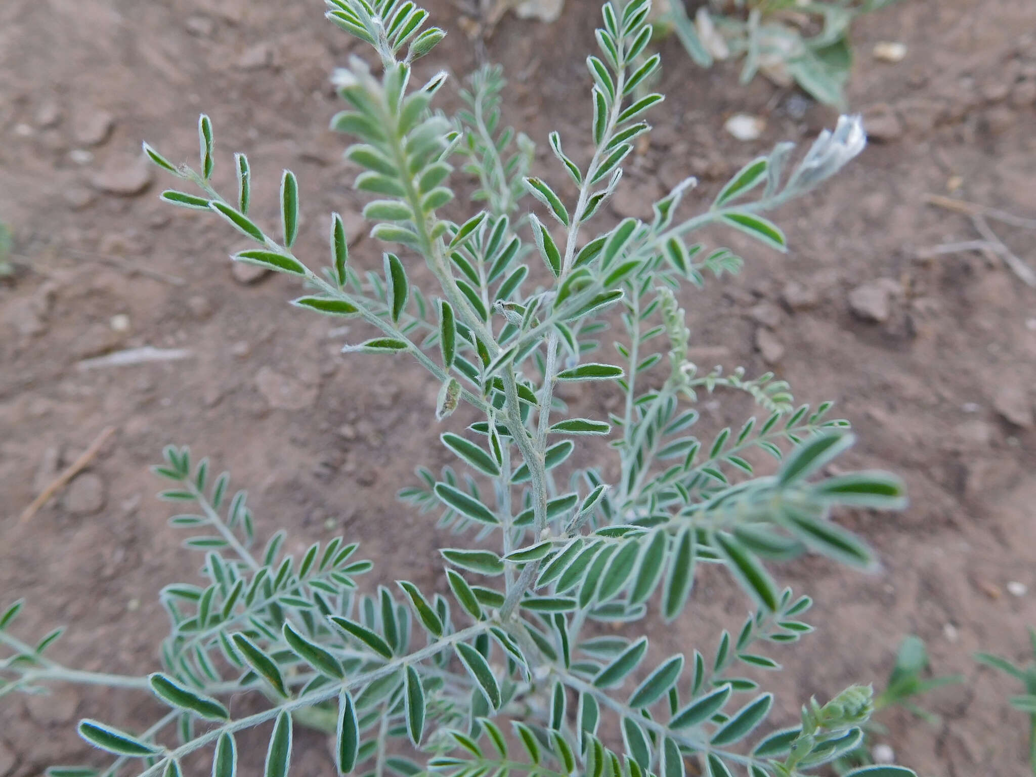 Image of silky sophora