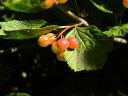 Imagem de Viburnum edule (Michx.) Raf.