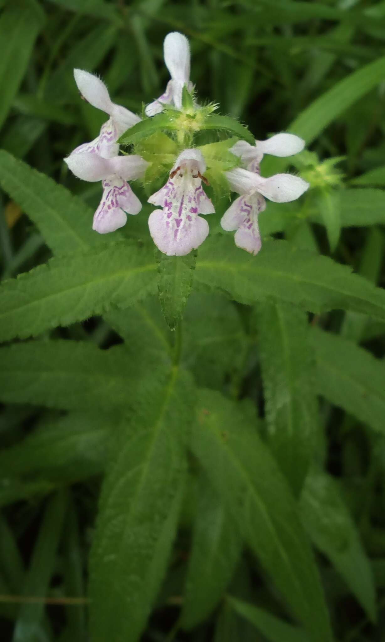 Image of Stachys riederi var. hispidula (Regel) H. Hara