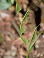 Plancia ëd Hylodesmum leptopus (Benth.) H. Ohashi & R. R. Mill