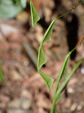 Image of Hylodesmum leptopus (Benth.) H. Ohashi & R. R. Mill