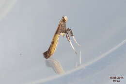 Image of Azalea leafminer