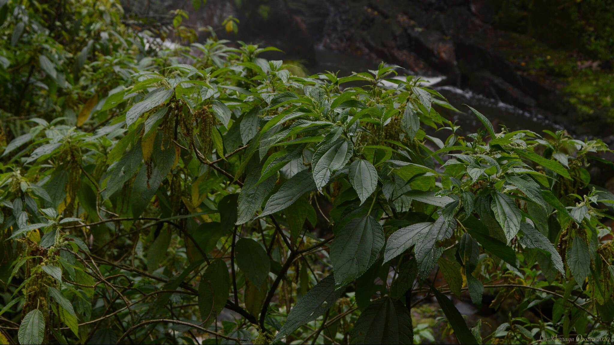 Image of Boehmeria caudata Sw.