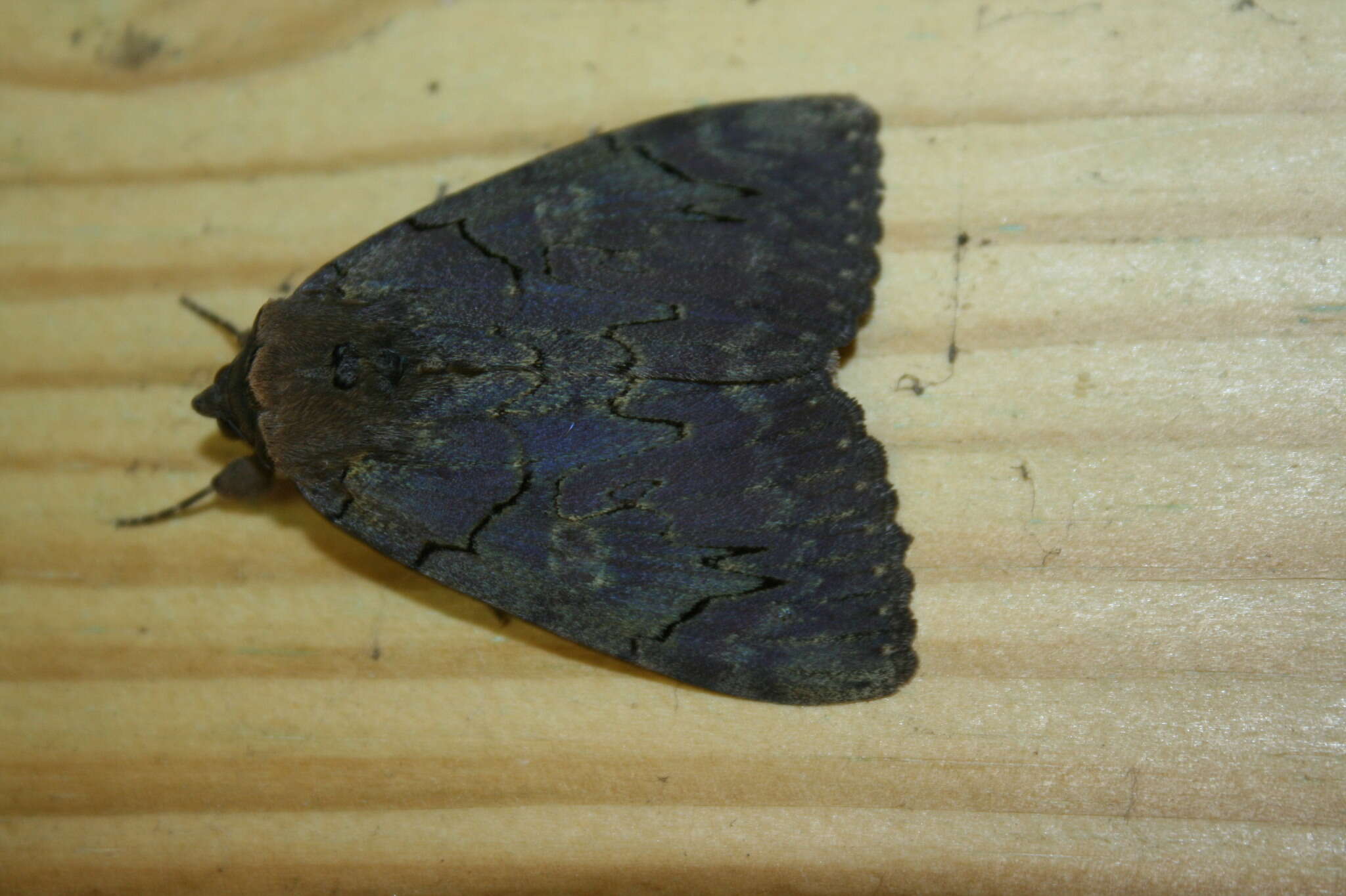 Image of Darling Underwing