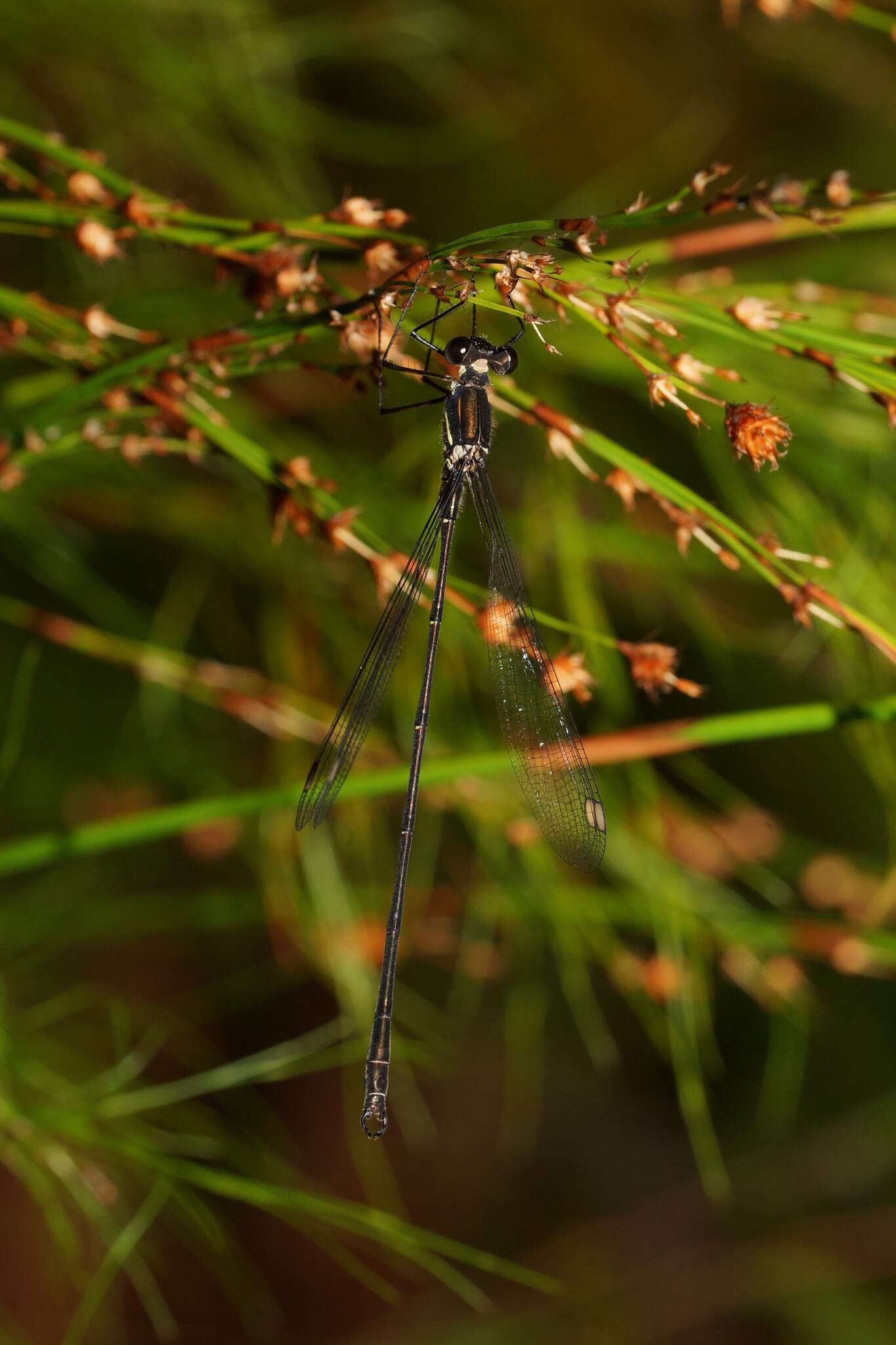 Image of Synlestes weyersii Selys 1868