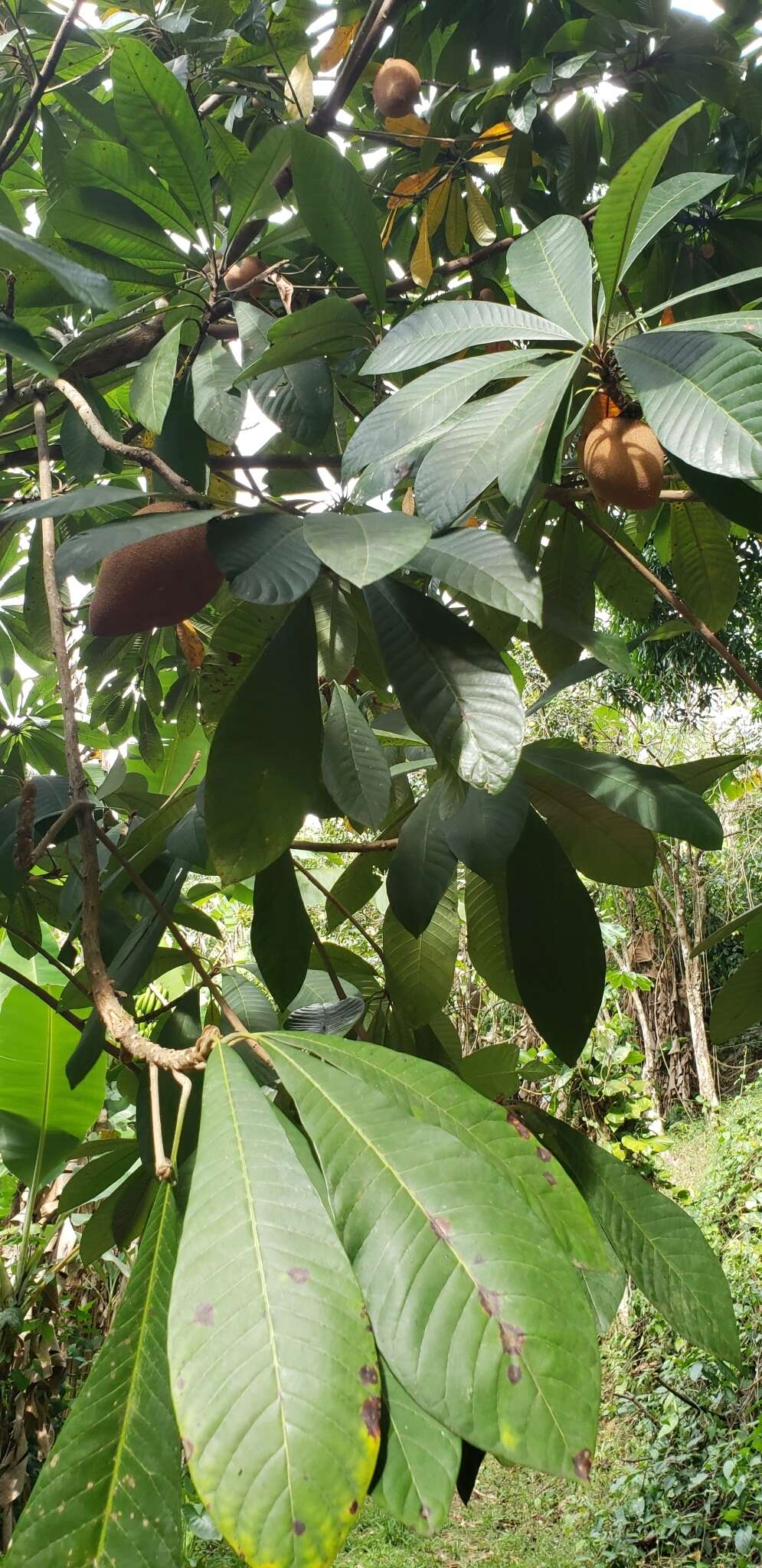 Image of mammee sapote
