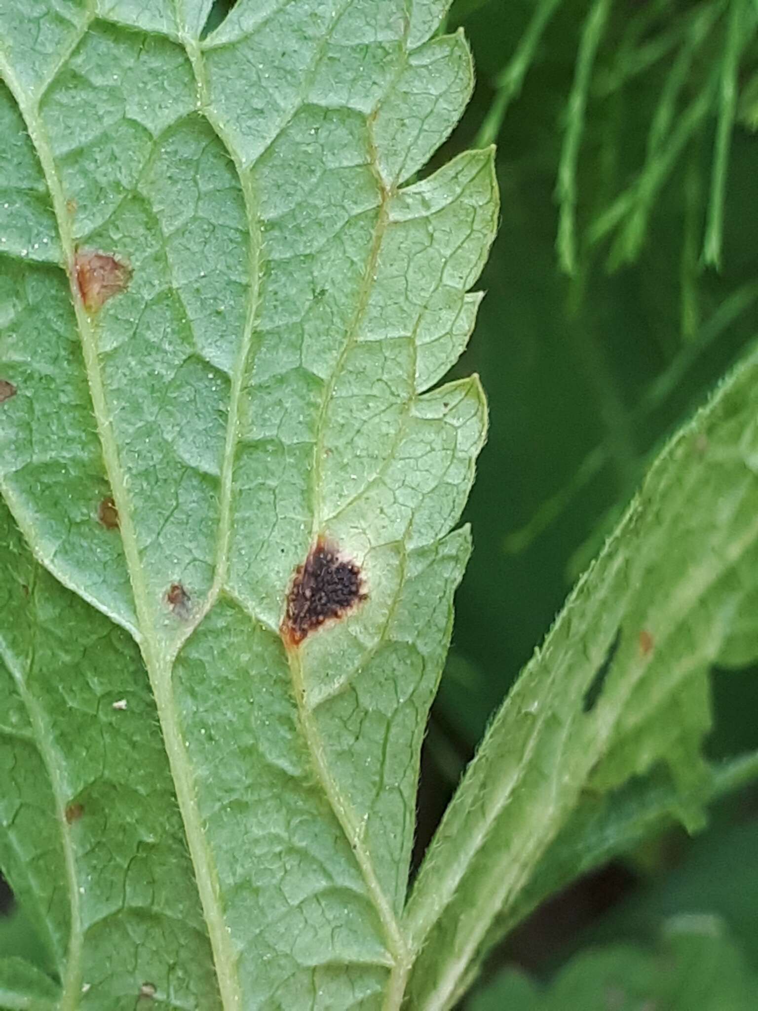 Image de Puccinia morthieri Körn. 1887