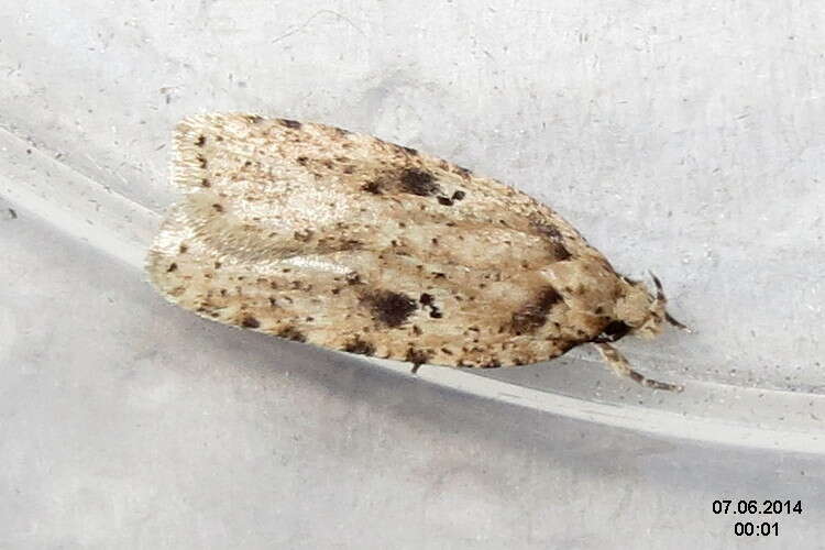 Image of Agonopterix arenella Denis & Schiffermüller 1775