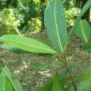 Image of Ficus polyphlebia Baker