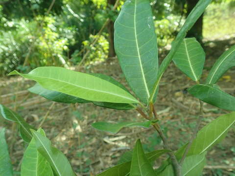 Sivun Ficus polyphlebia Baker kuva