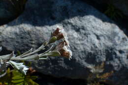 Image of Langebergia canescens (DC.) A. A. Anderberg