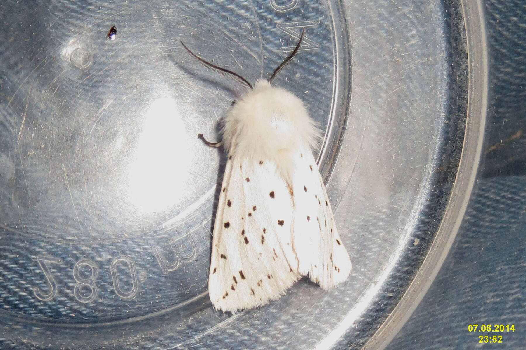 Image of white ermine