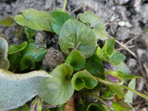 Image of Viola dubia Wiesb.