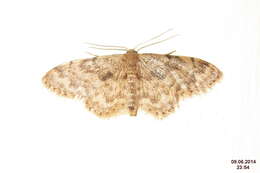 صورة Idaea inquinata Scopoli 1763