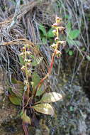 Image of Pyrola angustifolia (Alef.) Hemsley