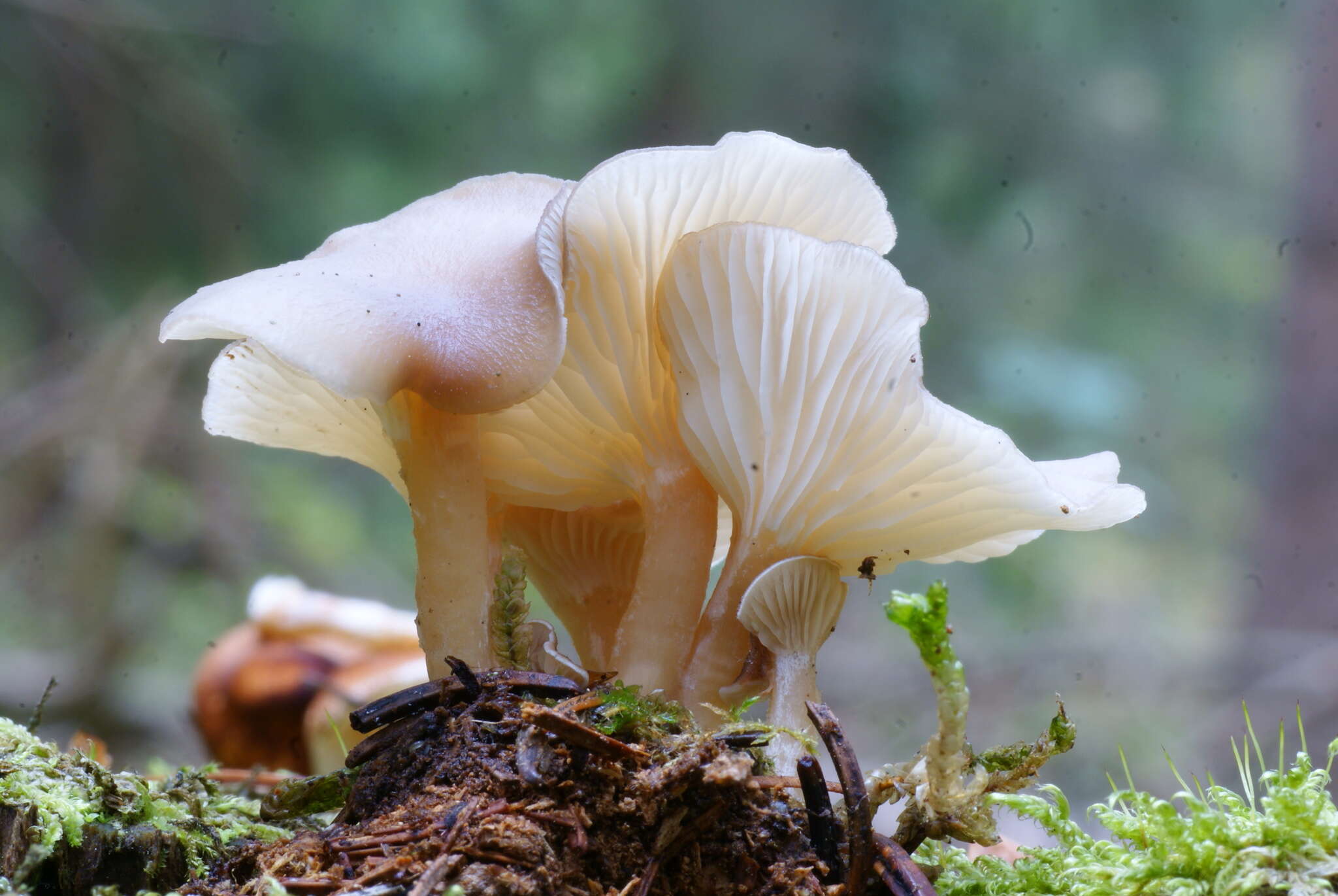 Clitocybe phaeophthalma (Pers.) Kuyper 1981 resmi