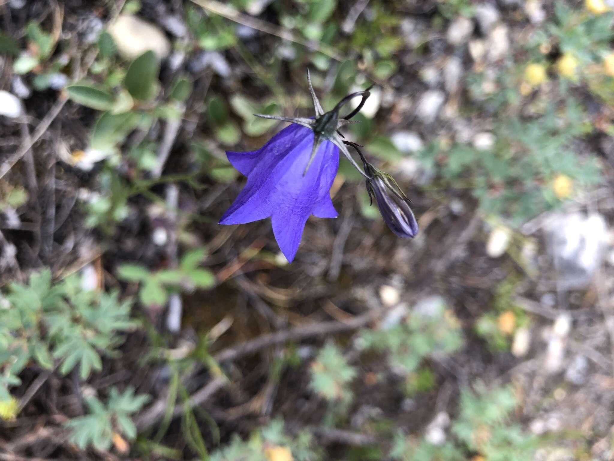 Imagem de Campanula alaskana (A. Gray) W. Wight ex J. P. Anderson